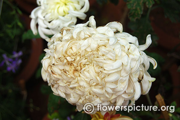 Single stem mums chrysanthemum morifolium white bangalore lalbagh august 2015